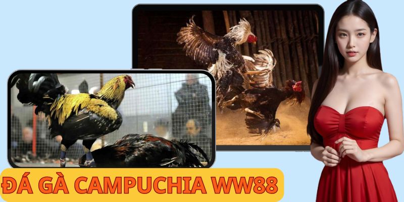 Đá Gà Campuchia - Thông Tin Chuẩn Và Cách Chơi An Toàn